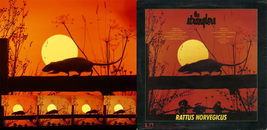 Rattus Norvegicus back cover